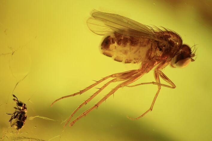 Fossil Fly (Diptera) & Beetle (Coleoptera) In Baltic Amber #120610